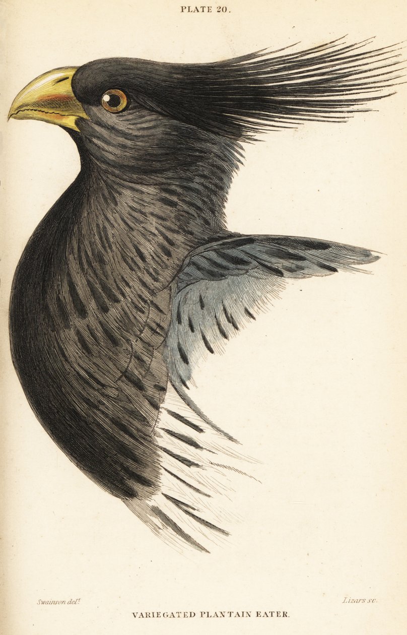رأس لسان الحمل الغربي ، Crinifer piscator (آكل لسان الحمل المتنوع ، آكل لسان الحمل متوج ، Chizoeris variegata) بواسطة وليام هوم ليزارس
