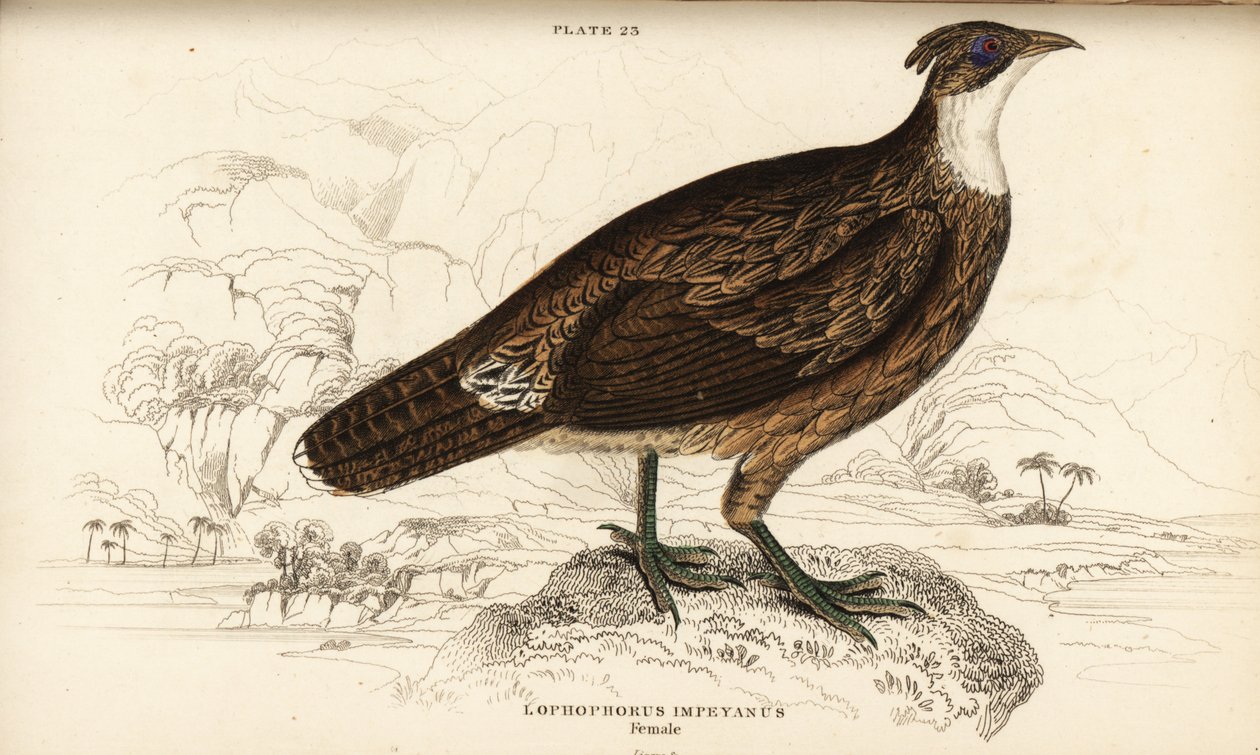 Himalayan monal, female, Lophophorus impejanus (Impeyan lophophorus, Lophophorus impeyanus) بواسطة وليام هوم ليزارس
