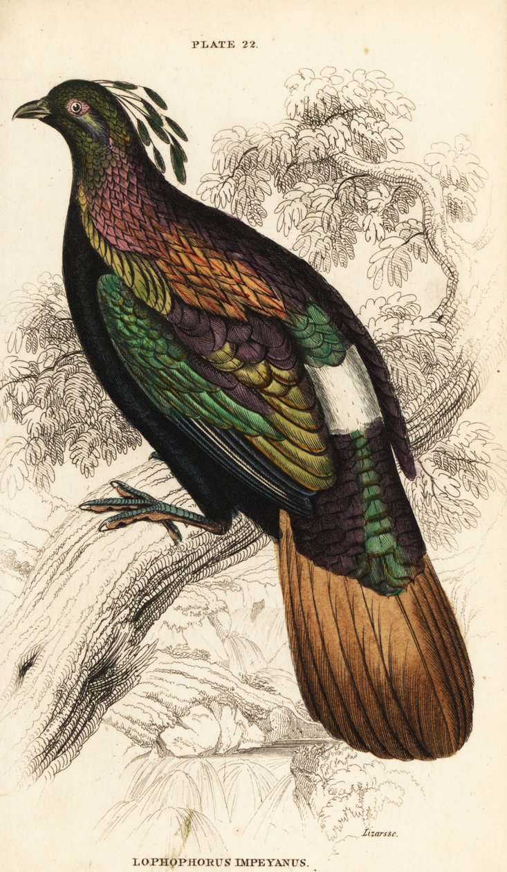 الهيمالايا مونال ، ذكر ، Lophophorus impejanus بواسطة وليام هوم ليزارس