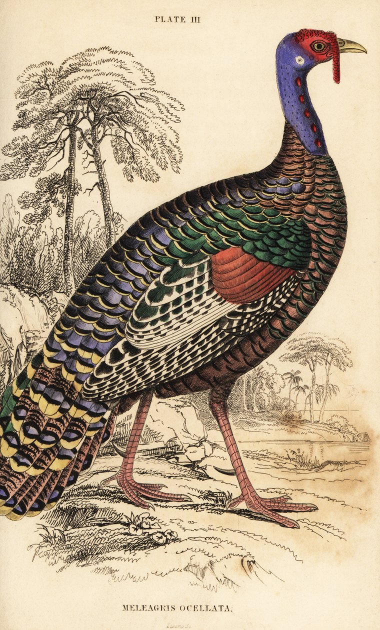الديك الرومي المحلى ، Meleagris ocellata بواسطة وليام هوم ليزارس