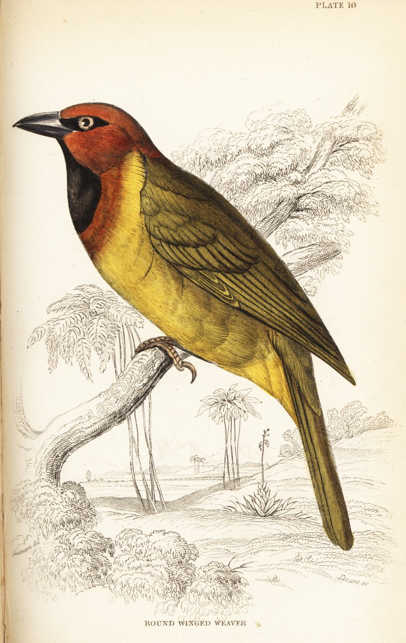النساج ذو القيلولة أو الحائك ذو الأجنحة المستديرة Ploceus brachypterus بواسطة وليام هوم ليزارس