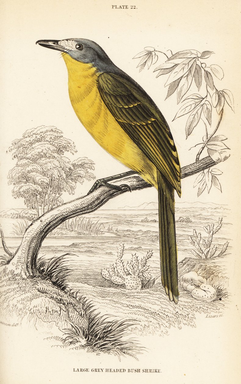 شجيرة الزيتون ، Chlorophoneus olivaceus (شجيرة كبيرة رمادية الرأس ، Malaconutus olivaceus) بواسطة وليام هوم ليزارس