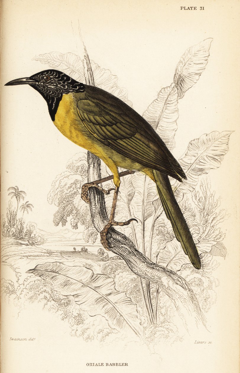 نقالة الأوريول ، Hypergerus atriceps بواسطة وليام هوم ليزارس