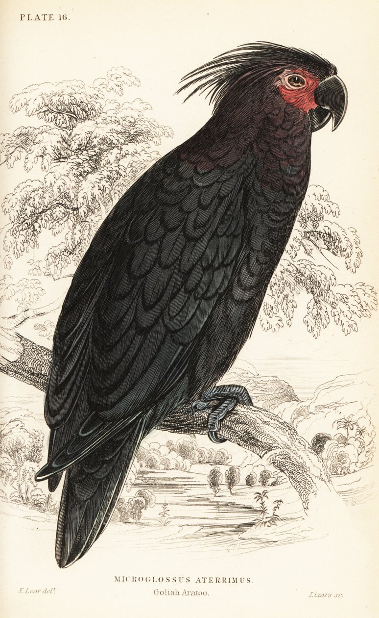 Palm cockatoo, Probosciger aterrimus بواسطة وليام هوم ليزارس