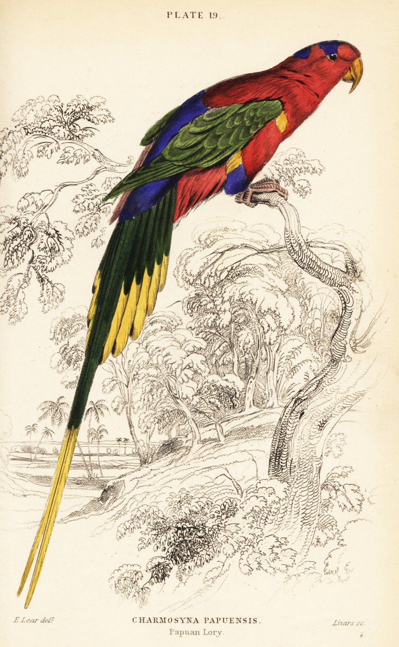 Papuan lorikeet أو Stella's lorikeet أو Mount-Goliath lorikeet ، شارموسينا بابو بواسطة وليام هوم ليزارس