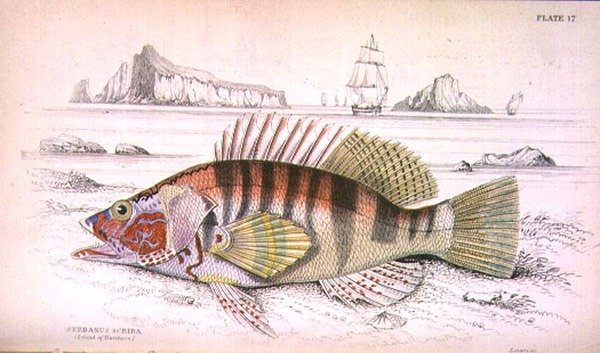 اللوحة 17 Serbanus Scriba (جزيرة Baziluzzo) ، نقشها فنان من المجلد الأول من "Naturalist's Library" ، من إعداد السير ويليام جاردين (1800-74) ، حانة. 1833-45 (نقش) بواسطة وليام هوم ليزارس