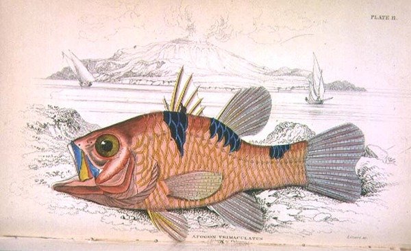 لوحة أحد عشر ؛ Apongon Trimaculatus (جزيرة البركان) نقشها الفنان من المجلد الأول 'Naturalist's Library' ، من إعداد السير ويليام جاردين (1800-74) ، حانة. 1833-45 (نقش) بواسطة وليام هوم ليزارس