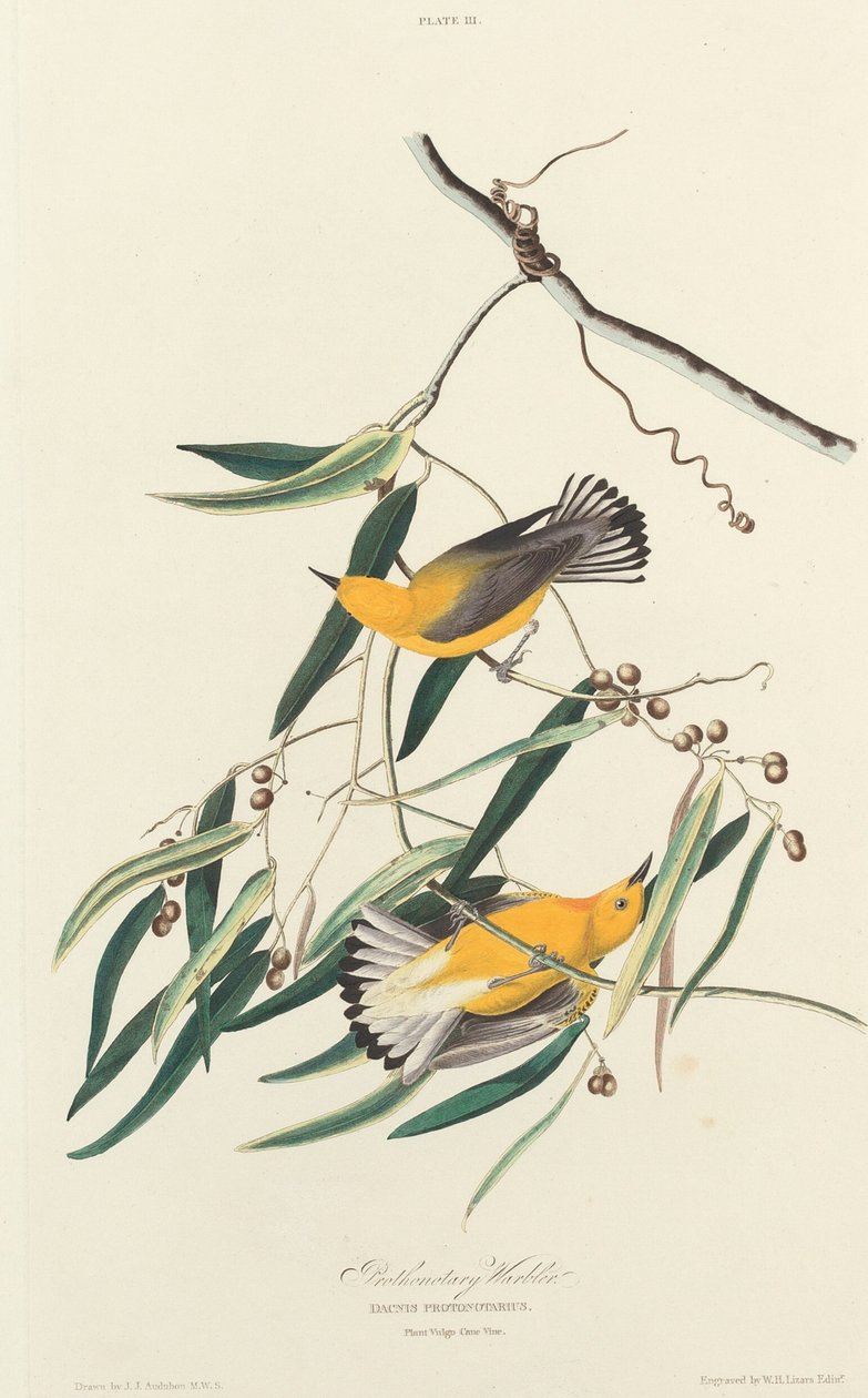 Prothonotary Warbler ، ١٨٢٧. بواسطة وليام هوم ليزارس