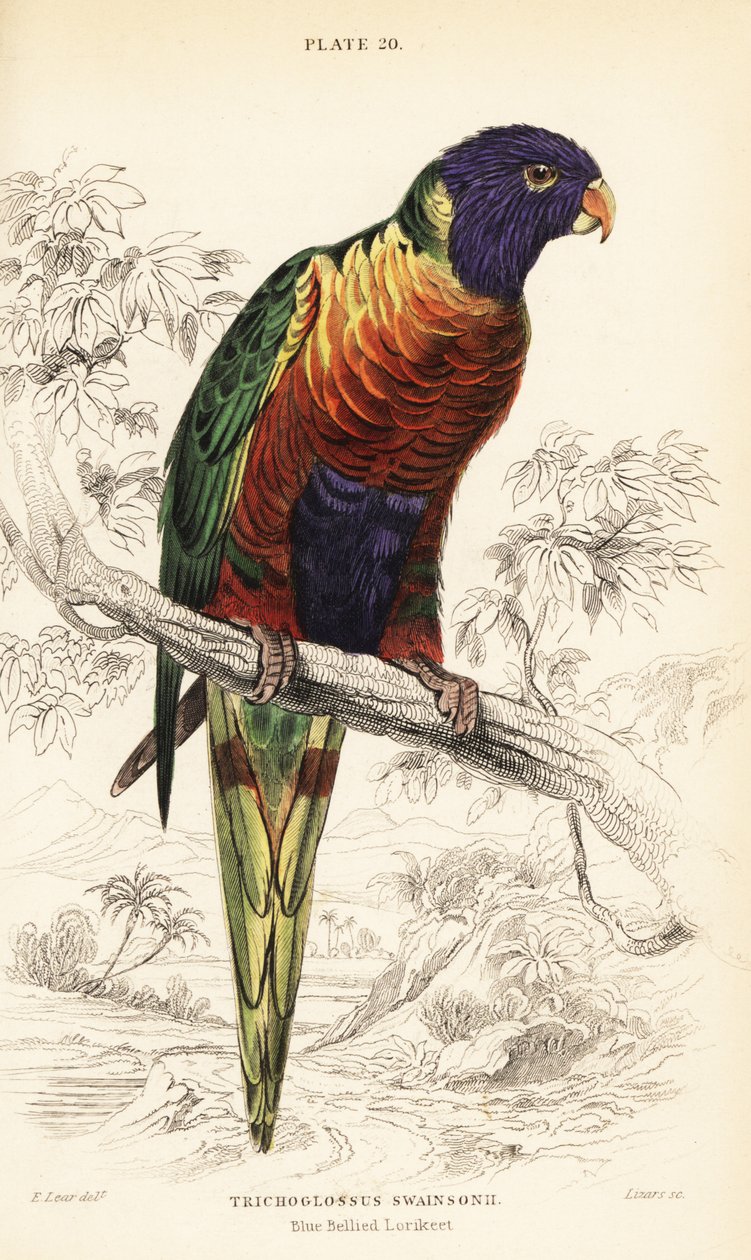 قوس قزح لوريكيت ، Trichoglossus moluccanus بواسطة وليام هوم ليزارس