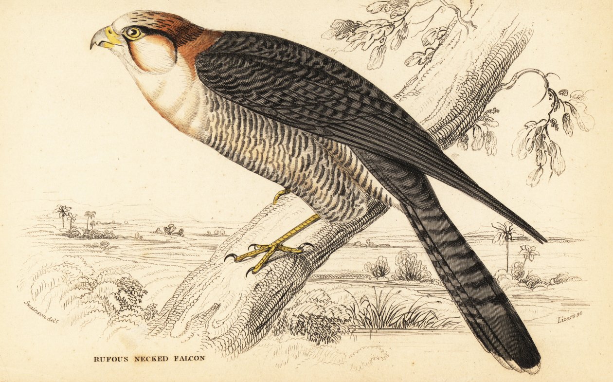 الصقر أحمر العنق Falco chicquera ruficollis بواسطة وليام هوم ليزارس