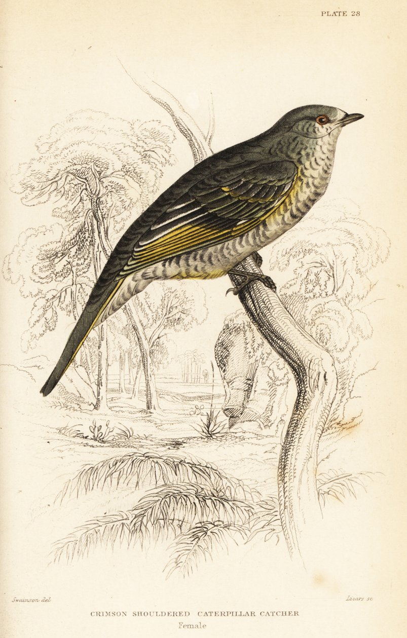 صراخ الوقواق أحمر الكتفين ، أنثى ، Campephaga phoenicea بواسطة وليام هوم ليزارس