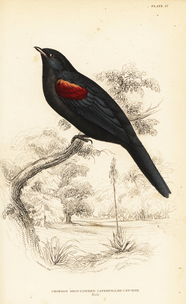 صراخ الوقواق أحمر الكتفين ، ذكر ، Campephaga phoenicea بواسطة وليام هوم ليزارس