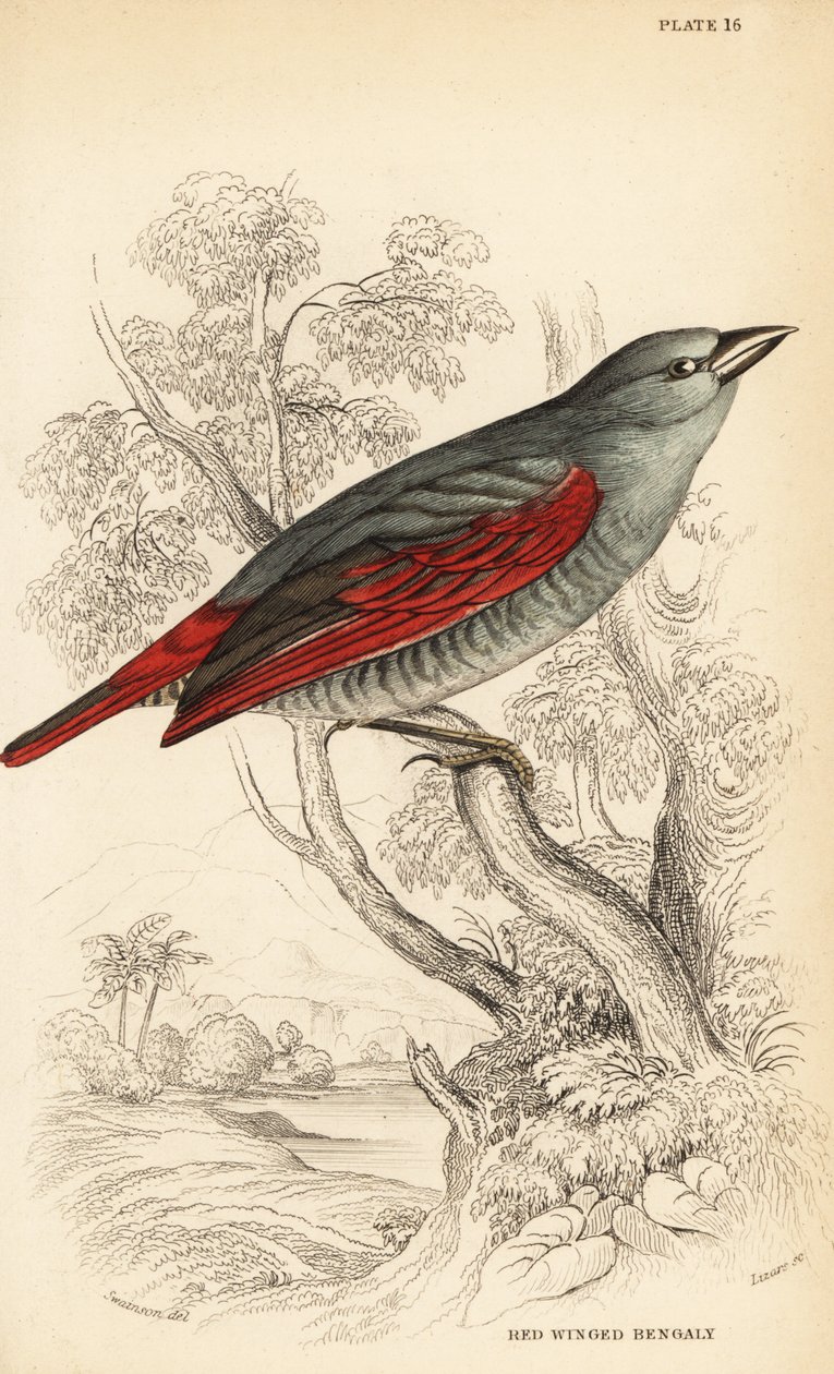 Pytilia ذات الأجنحة الحمراء ، Pytilia phoenicoptera (بنجالي ذو الأجنحة الحمراء ، Pytilia phaenicoptera) بواسطة وليام هوم ليزارس