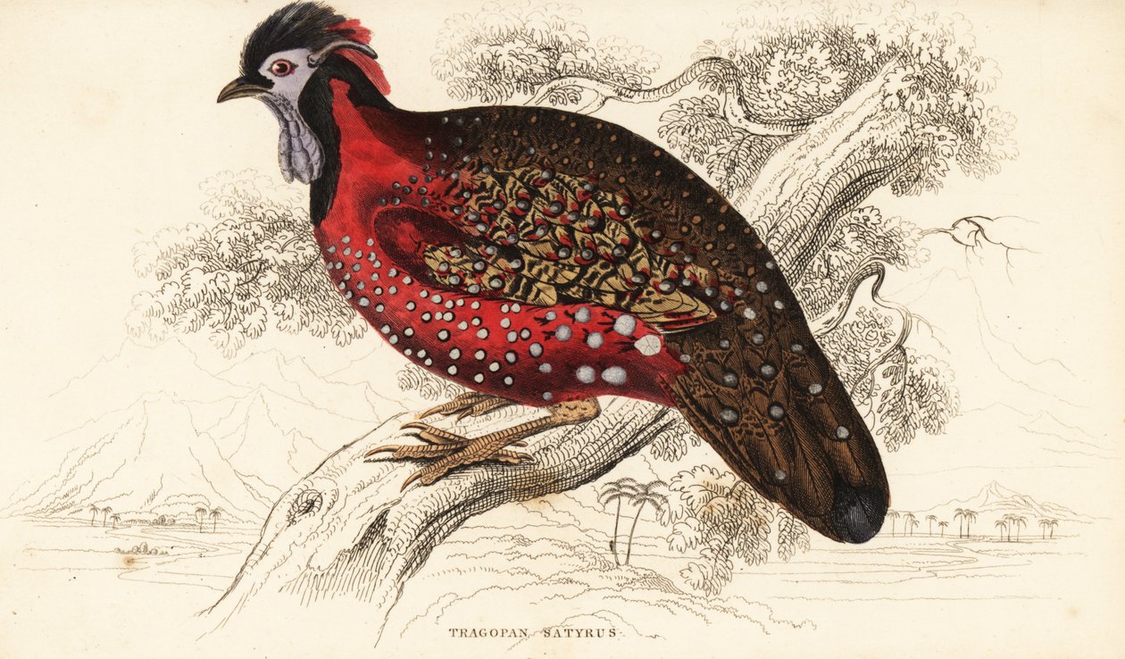 Satyr tragopan أو الدراج ذو القرون القرمزي ، Tragopan satyra (Nepaul tragopan ، Tragopan satyrus) بواسطة وليام هوم ليزارس