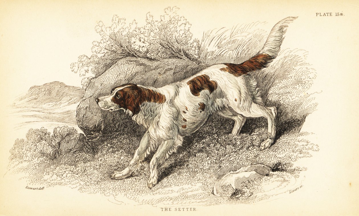 واضع ، Canis lupus مألوف (Canis index) بواسطة وليام هوم ليزارس