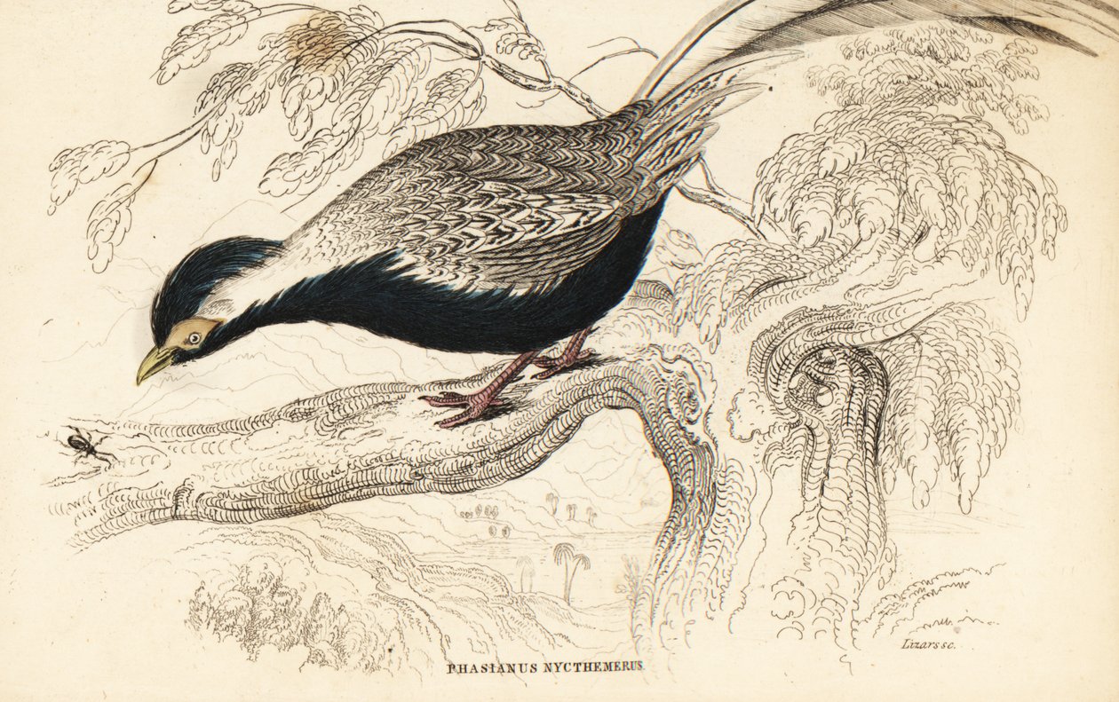الدراج الفضي ، Lophura nycthemera (Phasianus nycthemerus) بواسطة وليام هوم ليزارس