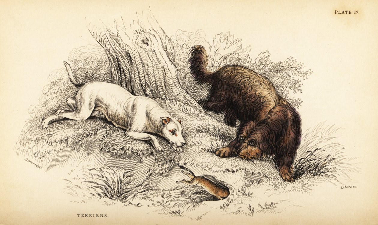 جحر مغطى بسلاسة وجحر اسكتلندي أو ذو شعر سلكي ، Canis lupus مألوف (Canis terrarius) بواسطة وليام هوم ليزارس