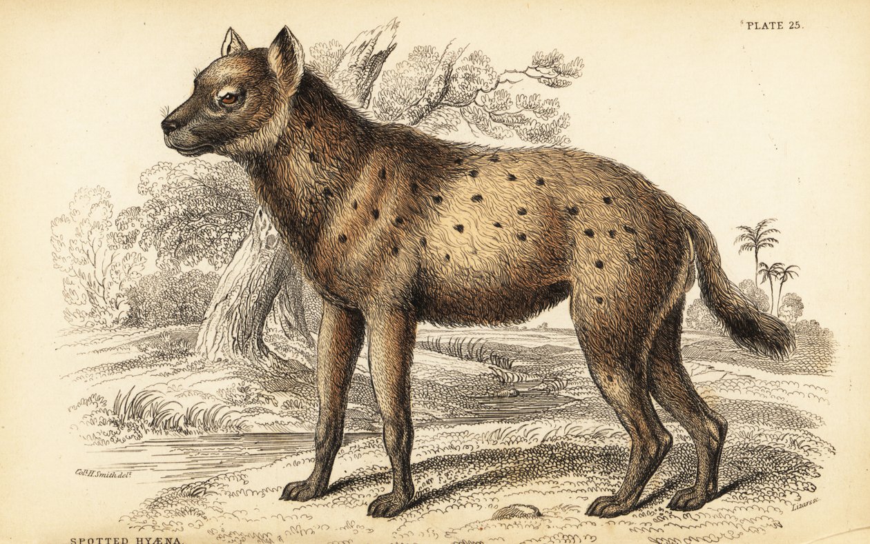 الضبع المرقط أو الضبع الضاحك Crocuta crocuta (Hyaena crocuta) بواسطة وليام هوم ليزارس