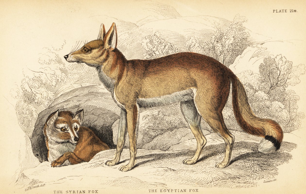 الثعلب السوري أو Taaleb ، Vulpes Thaleb (أو Blanford