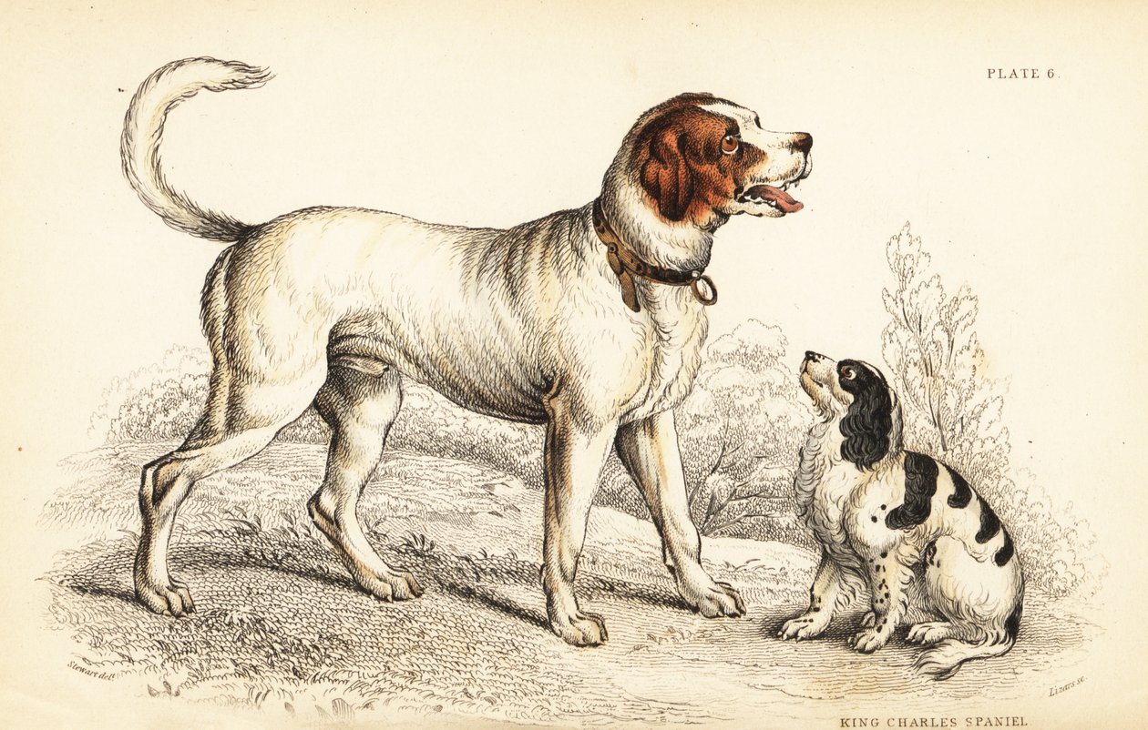 كلب جبال الألب أو سانت برنارد العظيم ، و Canis lupusiliaris ، والملك تشارلز الذليل ، Canis lupusiliaris (Canis extrarius) بواسطة وليام هوم ليزارس