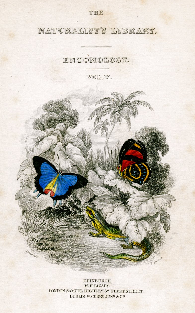 مكتبة علماء الطبيعة ، علم الحشرات ، المجلد الخامس ، الفراشات ، c1833-1865. بواسطة وليام هوم ليزارس