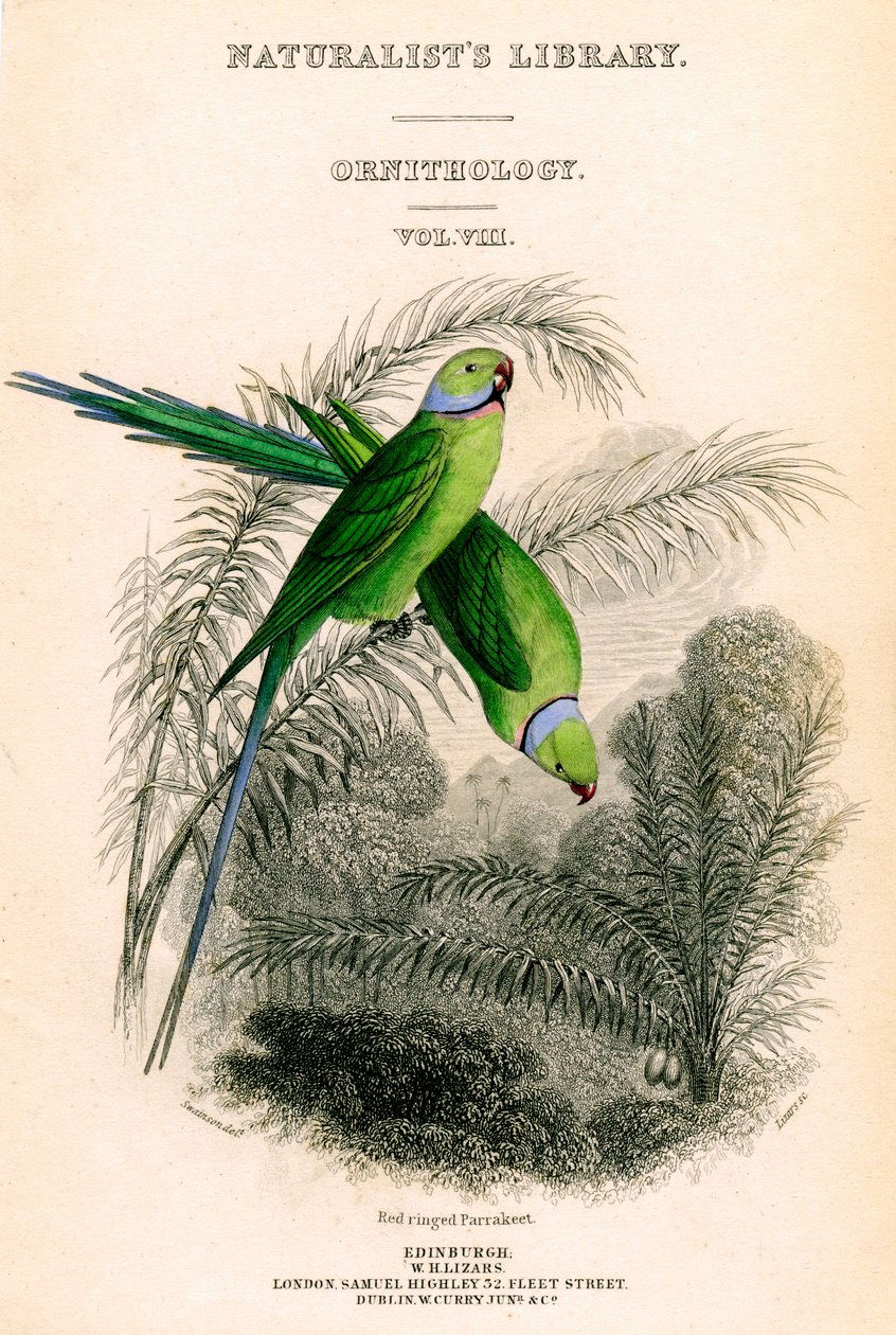 مكتبة علماء الطبيعة ، علم الطيور المجلد الثامن ، Parrakeet الحلقية الحمراء ، c1833-1865. بواسطة وليام هوم ليزارس