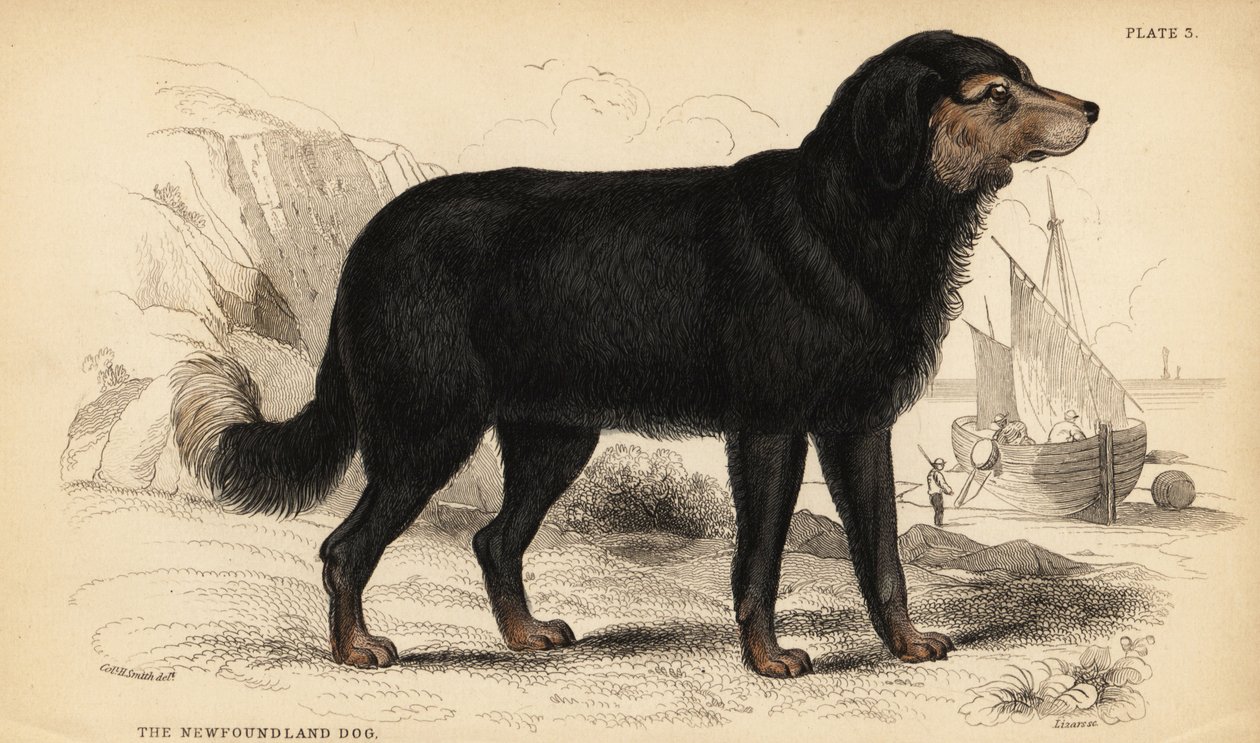 كلب نيوفاوندلاند ، Canis lupusiliaris) Canis terranovae) بواسطة وليام هوم ليزارس