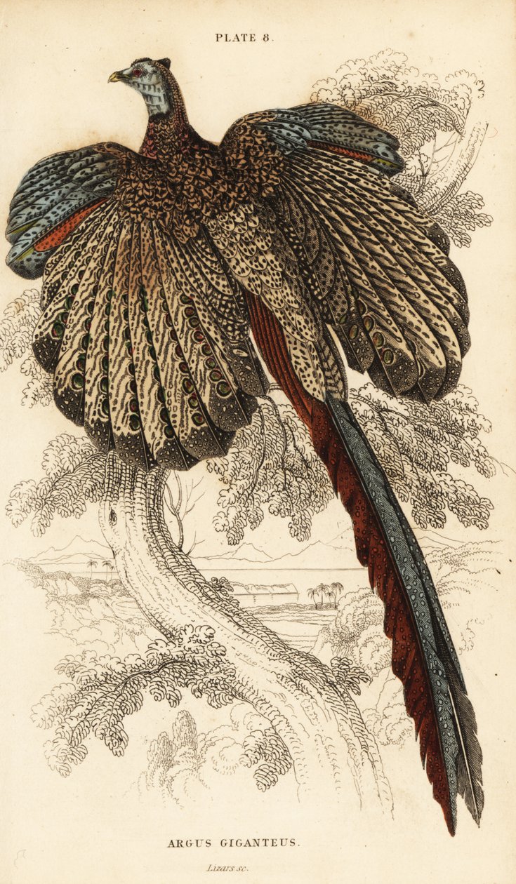 الأرجوس العظيم ، Argusianus argus (Argus pheasant or gigantic argus، Argus giganteus) بواسطة وليام هوم ليزارس