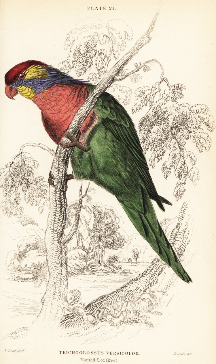 متنوعة lorikeet ، Psitteuteles المبرقشة (Trichoglossus versicolor) بواسطة وليام هوم ليزارس