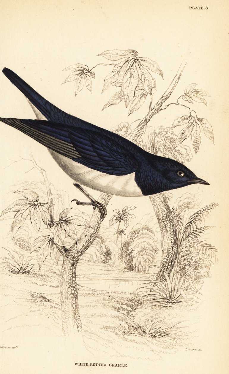 الزرزور البنفسجي المدعوم ، Cinnyricinclus leucogaster (Grakle أبيض الجسم ، Lamprotornis leucogaster) بواسطة وليام هوم ليزارس