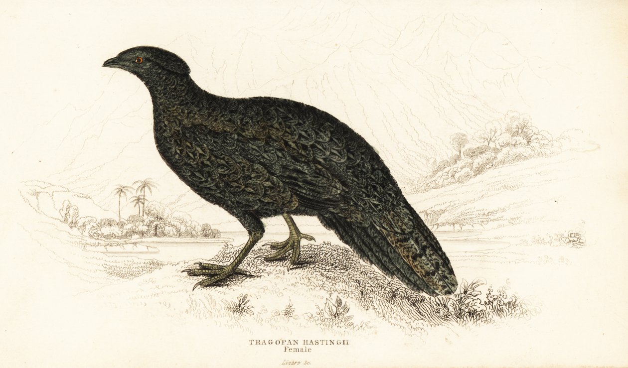 الزنبق الغربي أو الزعنفة الغربية ذات القرون ، أنثى ، Tragopan melanocephalus بواسطة وليام هوم ليزارس