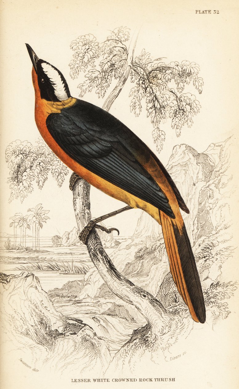 دردشة روبن ذات التاج الأبيض ، Cossypha albicapilla (القلاع الصخري ذو التاج الأبيض الصغرى ، Petrocincla albicapilla) بواسطة وليام هوم ليزارس