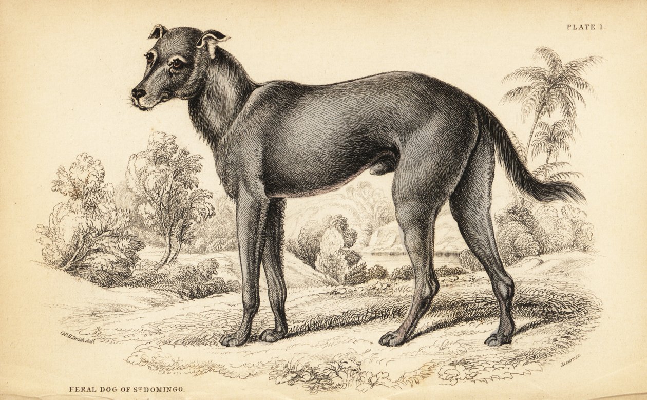 تم العثور على كلب بري في جمهورية الدومينيكان وهايتي ، Canis lupus مألوف (كلب وحشي سانت بواسطة وليام هوم ليزارس
