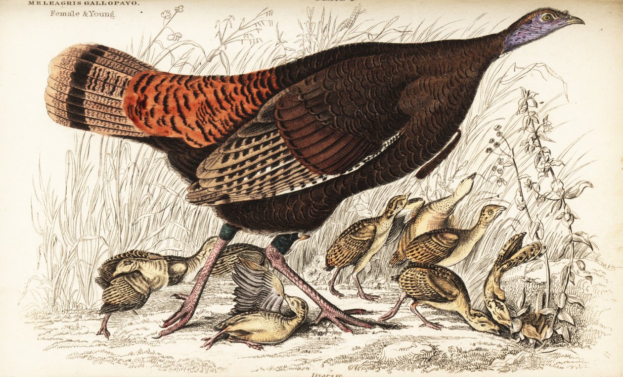 الديك الرومي البري ، أنثى وصغيرة ، Meleagris gallopavo بواسطة وليام هوم ليزارس