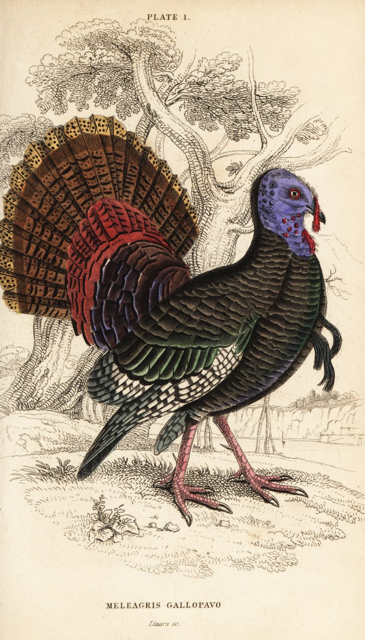 الديك الرومي البري ، ذكر ، Meleagris gallopavo بواسطة وليام هوم ليزارس
