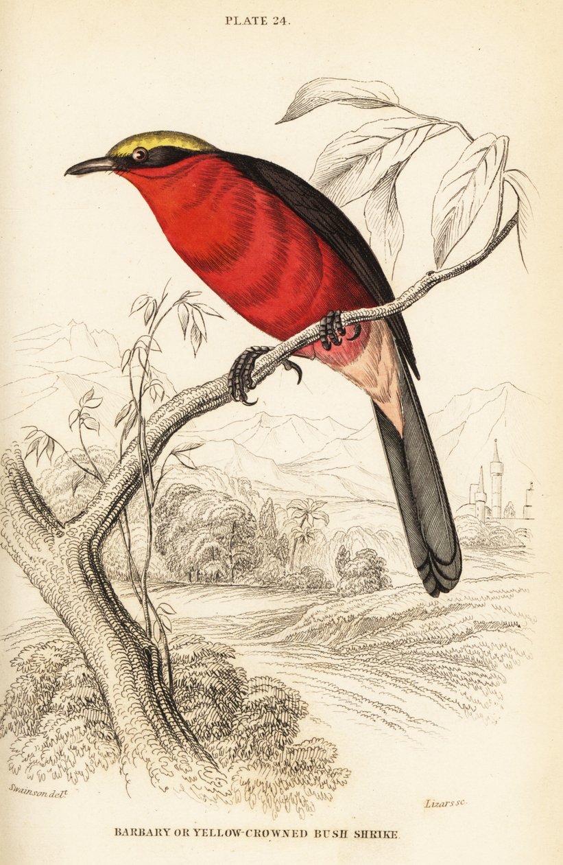 gonolek أصفر التاج أو gonolek المشترك ، Laniarius barbarus بواسطة وليام هوم ليزارس