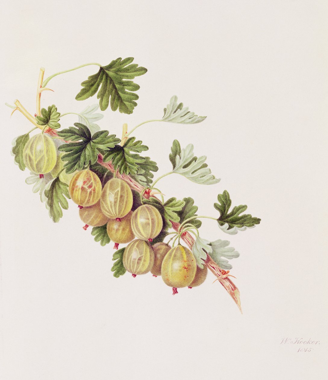 غوسبيري أخضر ، 1815 بواسطة وليام هوكر