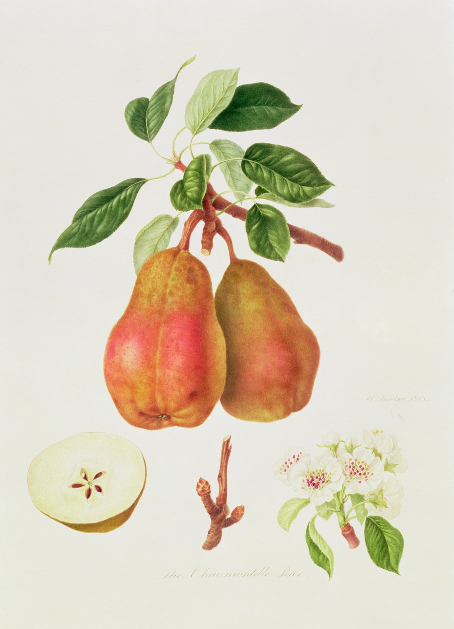 The Chaumontelle الكمثرى ، 1818 بواسطة وليام هوكر