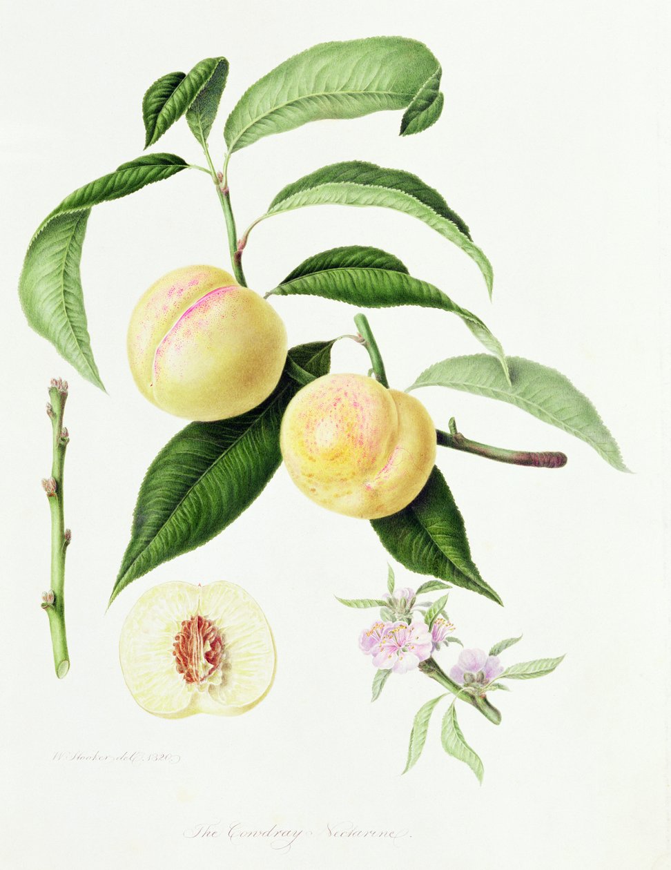 The Conudray Nectarine ، 1820 بواسطة وليام هوكر