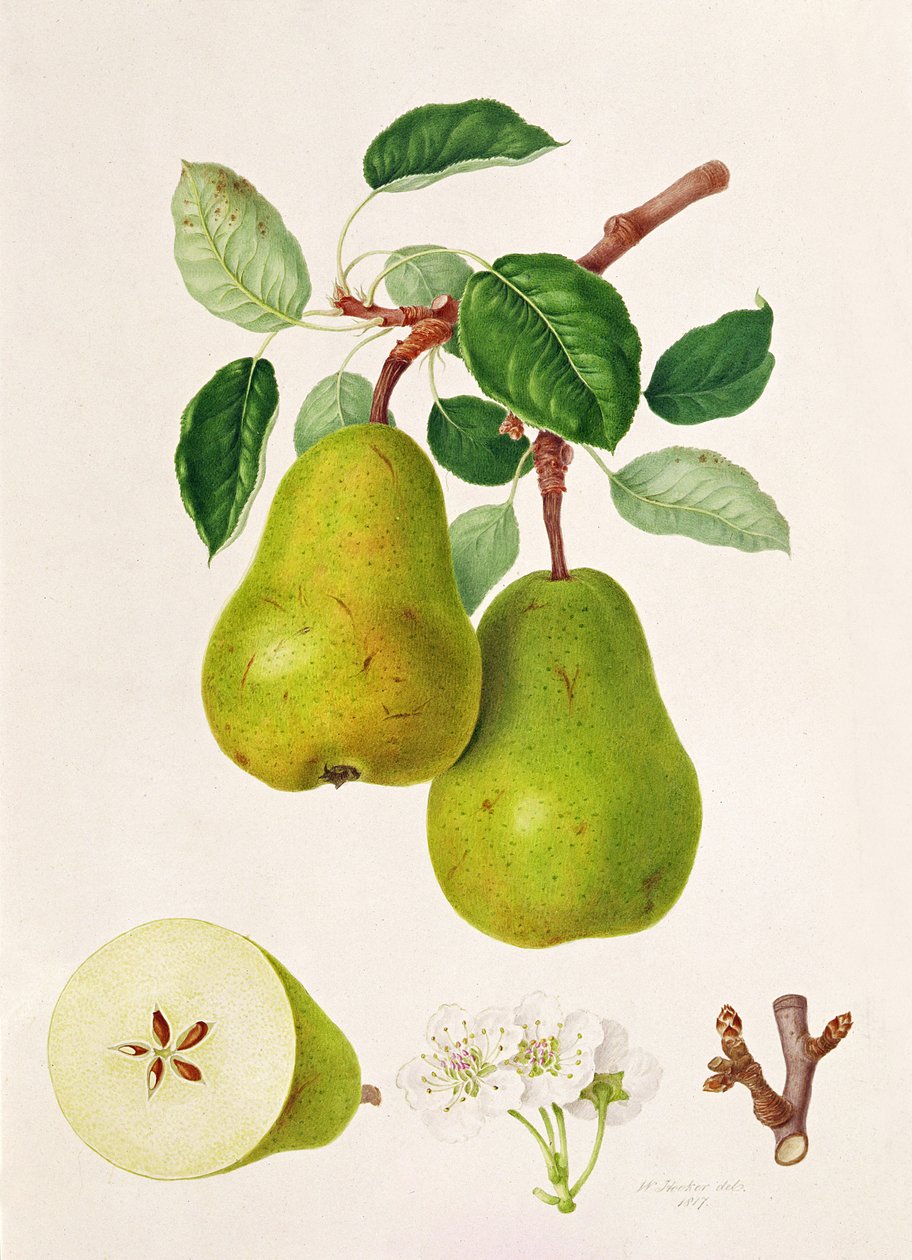 D&39;Auch الكمثرى ، 1817 بواسطة وليام هوكر