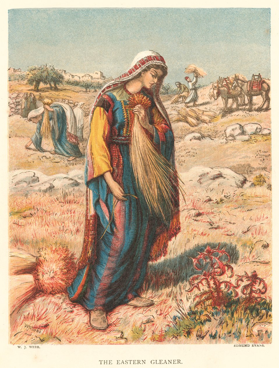 ذا إيسترن جلينر (نقش ملون) بواسطة William J. Webbe أو Webb