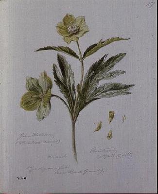 Green Hellebore ، رسمت في Brantwood بواسطة وليام جيمس لينتون