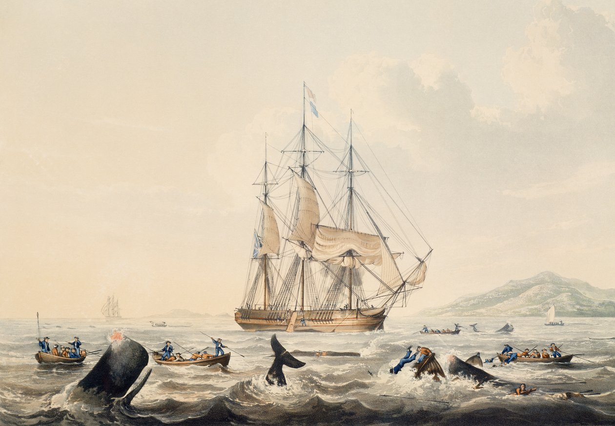 صيد الحيتان في البحار الجنوبية ، نقش لويليام جون هوجينز (1781-1845) ، 44 × 57 سم بواسطة وليام جون هوجينز