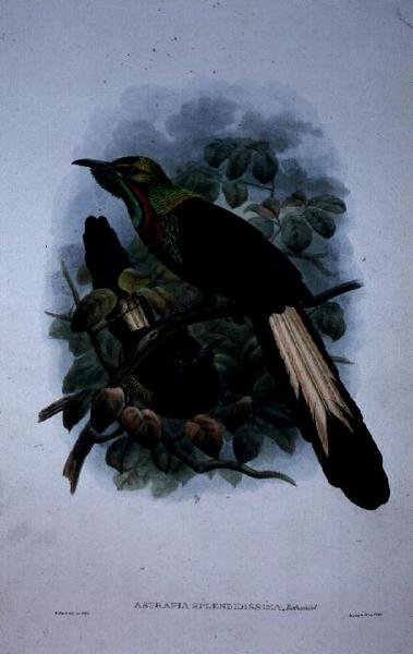 Astrapia Splendidissima (لون ليثو) بواسطة وليام ماثيو هارت