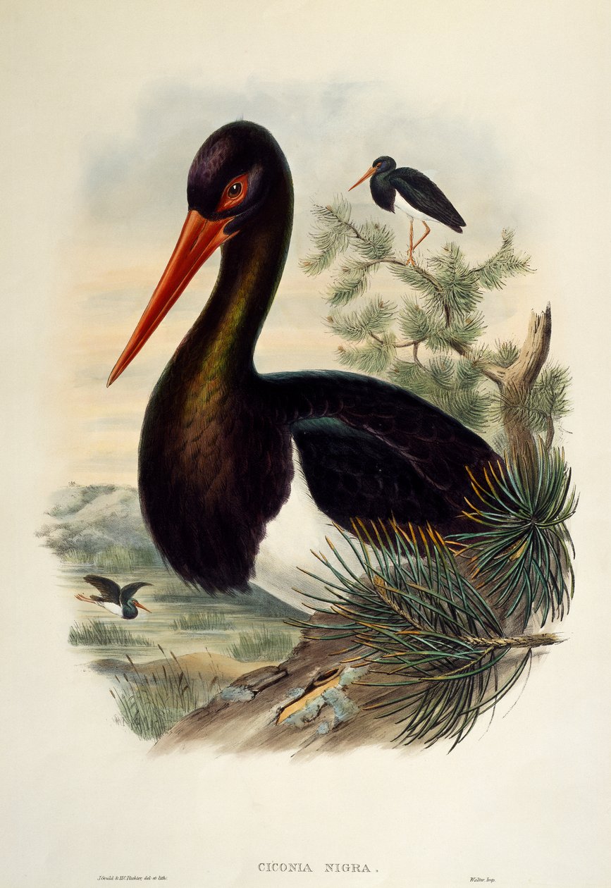 اللقلق الأسود (Ciconia nigra) ، مطبوعة حجرية من طيور بريطانيا العظمى بواسطة وليام ماثيو هارت