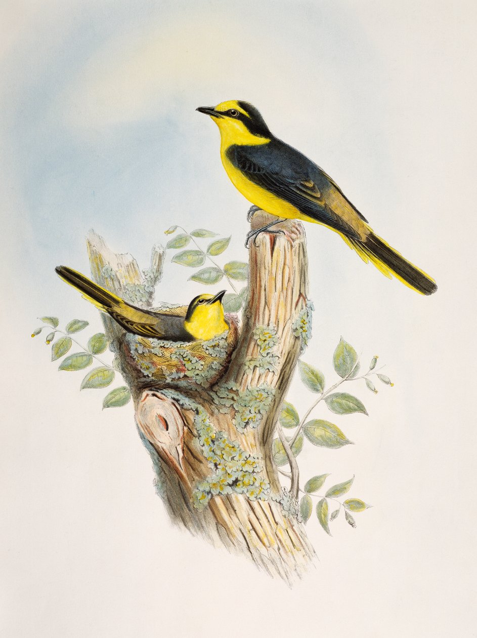 مصغر صغير بني (Pericrocotus cantonensis) ، ليثوجراف من طيور آسيا بواسطة وليام ماثيو هارت