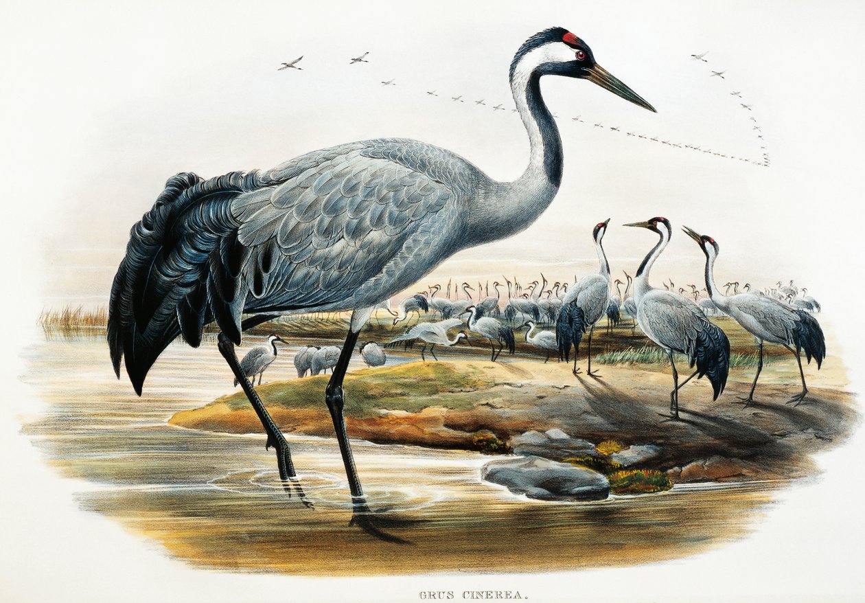 رافعة عادية (Grus cinerea) ، مطبوعة حجرية من طيور بريطانيا العظمى بواسطة وليام ماثيو هارت
