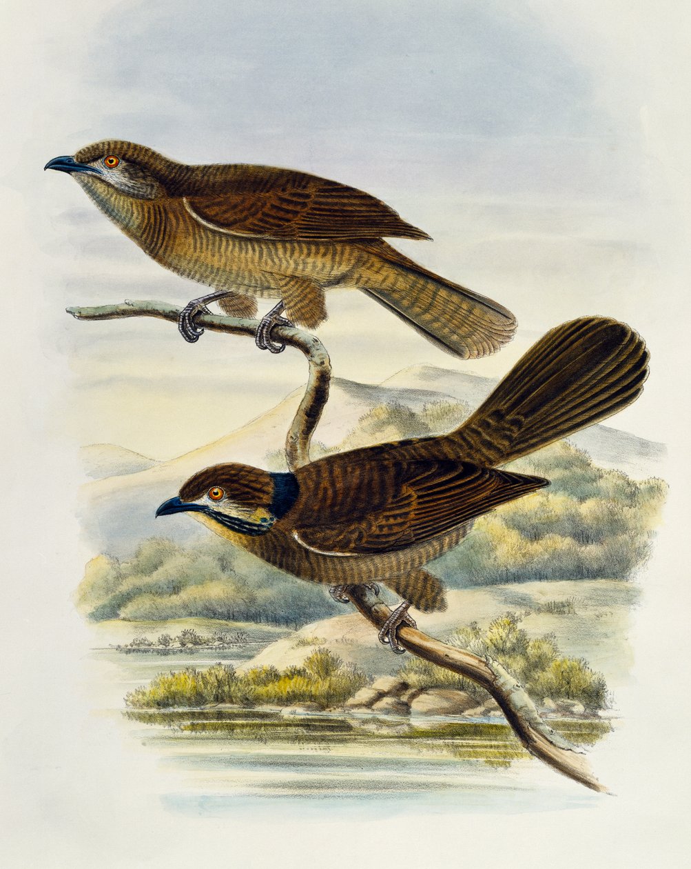 Dwarf koel (Microdynamis parva), engraving by William Matthew Hart (1830-1908), United Kingdom بواسطة وليام ماثيو هارت