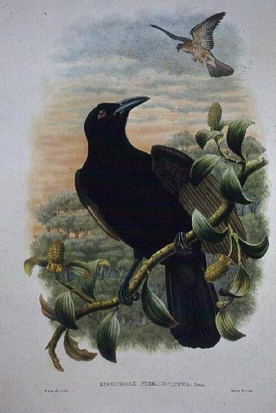 Lucocorax Pyrrhopterus أو Paradise أو Silky Crow (litho) بواسطة وليام ماثيو هارت