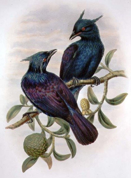 Phonygama Purpureiviolacea (لون ليثو) بواسطة وليام ماثيو هارت